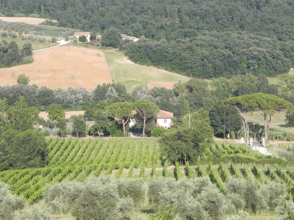 Tenuta Pizzogallo Amelia Quarto foto